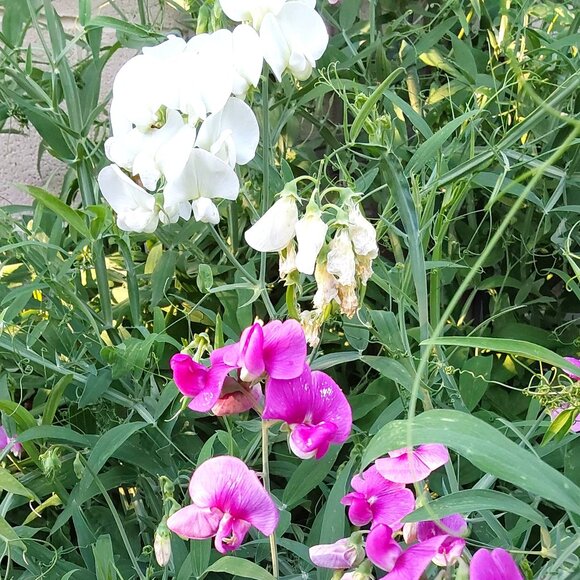 Jewelry - Unlisted 7.23